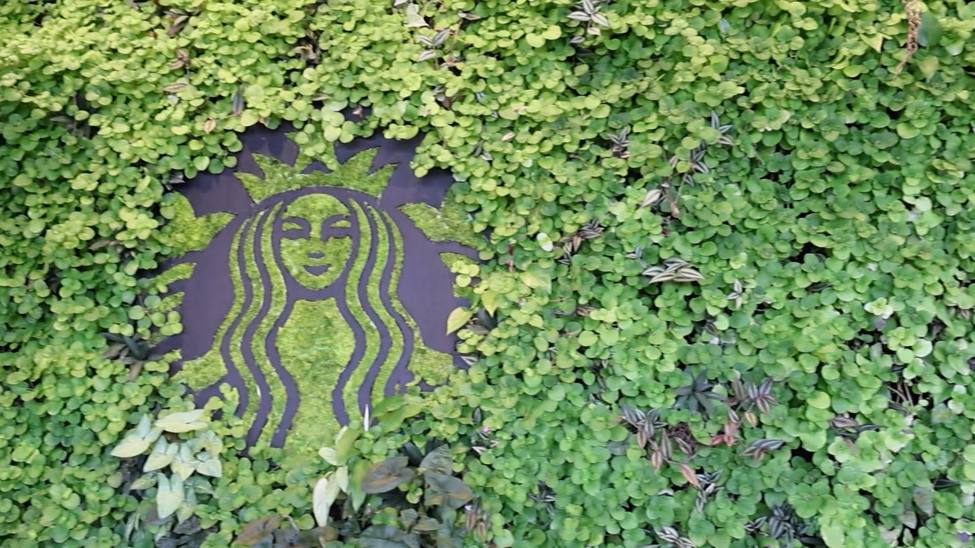 Pared decorada con vegetación verde con la cual se forma el logotipo de Starbucks.